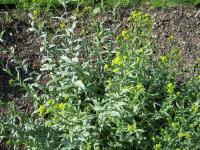 Brit care puppy lamb & rice. Boryt Barvirsky Isatis Tinctoria Kvety Kvetenstvi Flora Cs Com