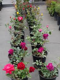 Shop floral supplies 125+ varieties, colors white to purple for your pinterest board Advice On What To Look For When You Buy Rose Bushes