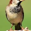 Don't use a finch feeder that is too big and takes weeks for the seed to get. Https Encrypted Tbn0 Gstatic Com Images Q Tbn And9gcsdkaxmiymtgwh4mgdb3vhsm Hipeq9wdjlqstcidkipmiiwxus Usqp Cau