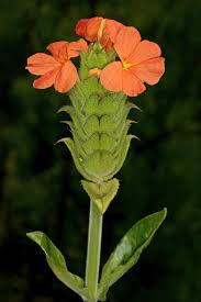 Image result for Crossandra greenstockii