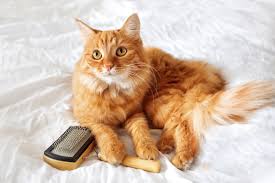 Figuring out the best foods to eat when you have diabetes can be tough. Best Dry Cat Food For Diabetic Cats Reviewed For Quality I Love My Sweet Cats