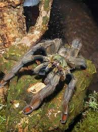 Image result for Stenostelma corniculatum