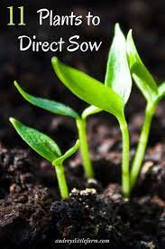 11 Plants That Are Best To Direct Sow Garden Types Growing Vegetables Plants