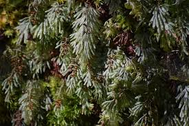 Image result for Hymenophyllum triangulare