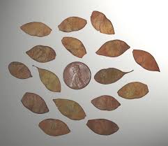 Image result for Dalbergia melanoxylon