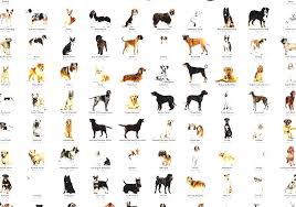 List Of Dog Breeds Dog Breed Chart