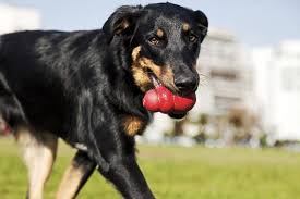 Maybe you would like to learn more about one of these? 9 Best Dog Puzzle Toys For Bored Dogs 2021 Reviews