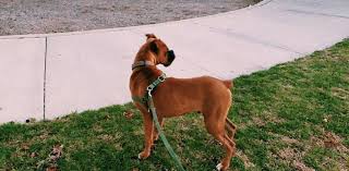 Boxer puppies are the eighth most popular. Boxer Puppies For Sale Oxnard Ca 320501 Petzlover