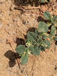 Image result for Limeum