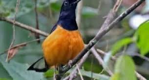 Check spelling or type a new query. Download 11 Suara Burung Decu Mp3 Masteran Dan Pancingan Duniakicau Net