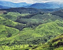 Image of Pothamedu Viewpoint Munnar