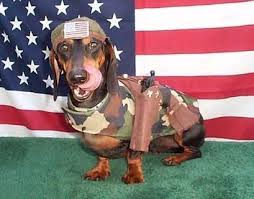 Flag Day Free Flag Day Myspace Funny Pictures Codes Flag Day Funny Pictures Patriotic Pets Patriotic Dog Funny Dachshund
