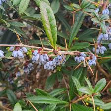 Image result for Berberis julianae