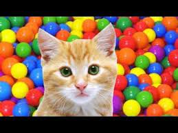 Bisa juga kejutan untuk ibu, untuk ayah, untuk suami, istri, untuk sahabat, pacar, kekasih dan teman dekatmu. 24 Ide Gambar Kucing Lucu Gambar Kucing Lucu Kucing Lucu Menggambar Kucing