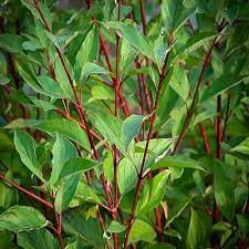 Emerald green arborvitae, thuja green giant, leyland cypress Red Twig Dogwood Google Search Dogwood Shrub Red Twig Dogwood Red Dogwood