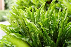 Image result for Asplenium