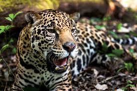 Матч jaguares vs bd.echo на redzone pro s1. Poblacion De Jaguares De Mexico Crece 20 A 4 800 Ejemplares Noticias Agencia Peruana De Noticias Andina