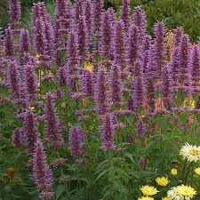 Image result for Volusia amboinensis