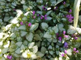 A bonus of using thyme ground cover is its fragrance. Perennial Groundcovers Phelan Gardens