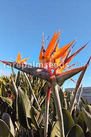 Image result for Strelitzia caudata
