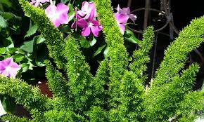 Foxtail fern origin and sun tolerance. Foxtail Fern Hdg Landscape Design