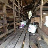 Cara membuat kandang kambing untuk pemula dalam usaha peternakan kambing, terlebih lagi jika pemeliharaan dengan jumlah besar, kambing memerlukan perhatiaan. Photos At Kandang Kambing