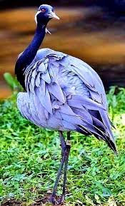 Colorful Bird With Big Feathers Pin By Heilig On Passaros Aves Beautiful Birds Nature Birds Colorful Birds