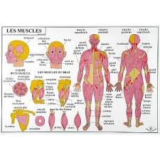 Paul raphaël meltsner « martha graham danse class » américain 1905/1966 Le Corps Humain Le Squelette Et Les Muscles 102x70 Cm Corps Humain Muscle Muscles