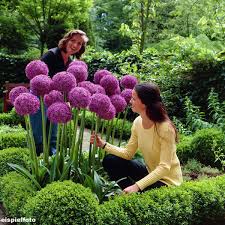 Il fiore è l'amore che sono certo sarà eterno. Sconto Rari Bellissimi Fiori 2021 In Vendita Su It Dhgate Com