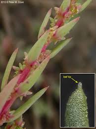 Image result for Suaeda plumosa