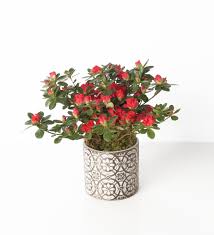Blooming Azelea - Bartz Viviano Flowers & Gifts