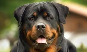 Some owners fear that a few nips and bites from their rottweiler puppy mean they are destined to be vicious. Rottweiler Training Tips Pettime