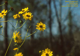 Image result for Bidens kirkii