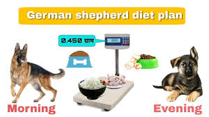 German Shepherd Full Diet Plan Homemade Food For Dogs German Shepherd Chart In Hindi
