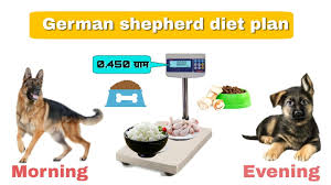 german shepherd full diet plan homemade food for dogs german shepherd chart in hindi