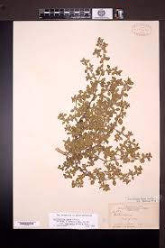 Image result for Guilleminea densa