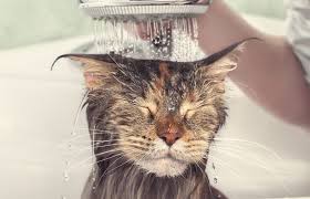 If bathing your cat is something that you need to do regularly it is better to buy a specific cat shampoo rather than trying to cut corners. How Often Do I Bathe A Cat Totobi