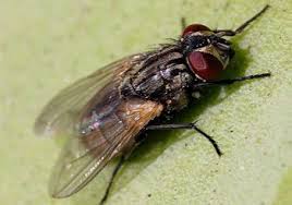 Do flies winter over, maybe under the siding on the house? Outdoor Fly Control Brisbane How To Get Rid Of A Fly Singhz