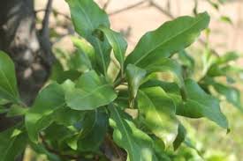 Image result for Faurea