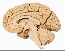 A module based on mri anatomy of the brain: Game Statistics Midsagittal Cross Section Of Brain