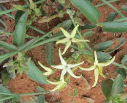 Image result for Orthanthera jasminiflora