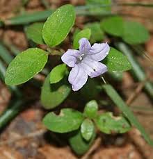 Image result for Ruellia patula