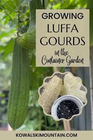 Image result for Luffa