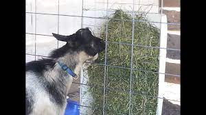 The diy feeders are each made of 2 pieces of 4 inch pvc pipe cut to ~9 inches to fit through the doorway easily and a plastic container i purchased at the hardware store that's about the size of a shoebox. Diy Less Waste Hay Feeder Youtube