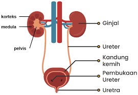 Pada manusia, sistem ini terdiri dari dua ginjal, dua ureter, kandung kemih, dua otot sphincter, dan uretra. Bagian Nomor 5 Adalah