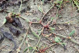 Image result for Oxygonum fruticosum
