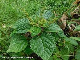 Image result for Flabellaria paniculata