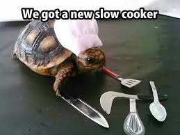 Just Bought A Slow Cooker Turtle Google Search Baby Animals Funny Funny Cute Bones Funny