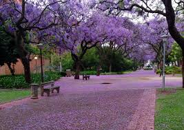 Purple Rain Photograph Taken At The University Of Pretoria