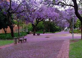 purple rain photograph taken at the university of pretoria